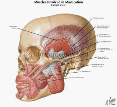 Muscles Of Mastication Facial Aesthetics Anatomy Anatomy Flashcards