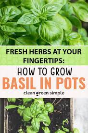 How To Grow Basil In Pots Growing Basil Herb Garden Pots Herbs