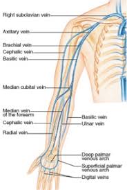 Underarm and axillary region are semantically related. Special Anatomical Regions Advanced Anatomy 2nd Ed
