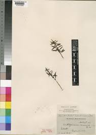 Image result for Anthospermum ammannioides