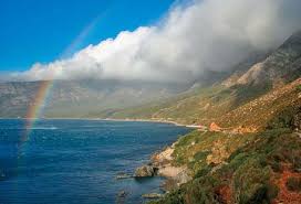 Image result for Prismatocarpus cordifolius