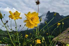 Flower Stock Photos Royalty Free Images Vectors Video Stock Photos Cosmos Photo