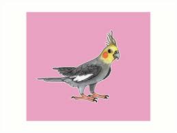 Cockatiel Bird Art Print By Savousepate Bird Art Print Bird Art Bird Canvas