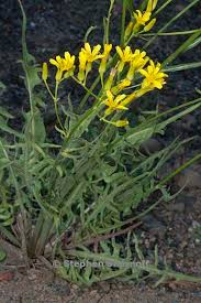 Image result for Crepis newii