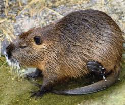 Maybe you would like to learn more about one of these? Mamiferele Din Delta Dunarii Evenimentul Zilei