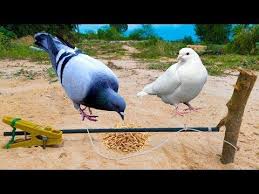 Unbelievably Helpful Diy Colored Pencil Bird Trap Youtube Caza Proyectos