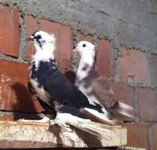 Pin By Blt Blt On Guvercin Pidgeon Animals Pigeon Bird