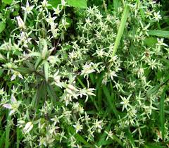 Image result for Swertia