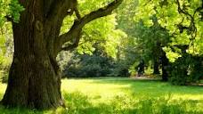 5 Best Oak Trees for your Peekskill Landscaping
