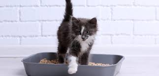 Kedi Kumu Ne Kadar Zamanda Bir Degistirilir Kedikumu Org