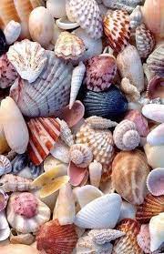 Beach Shells Beach Seashells Beach Shell Decor Craft Etsy In 2021 Sea Shells Shells Ocean