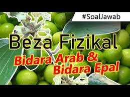 Cara Beza Pokok Bidara Arab Dan Bidara Epal 3 Beza Fizikal Pokok Bidara Yang Wajib Anda Tahu Youtube