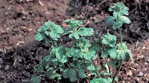 The dense matting of roots that these hardy little plants put down choke out other growth. How To Kill Henbit Controlling Lawn Weeds Ortho