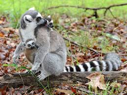 Lemurs are tiny species of primate that are only found on one group of islands: Lemur Sex Role Reversal Gets Its Start In The Womb Duke Today