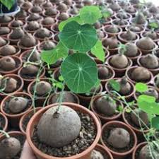 Ada compliant and lgbtq+ friendly. 900 Garden Ideas In 2021 Garden Outdoor Gardens Backyard