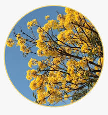 Check spelling or type a new query. Yellow Circle Circulo Background Yellowbackground Flores Tumblr Amarillas Hd Png Download Transparent Png Image Pngitem