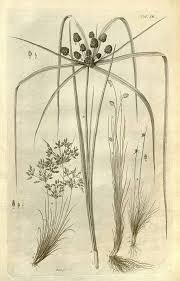 Image result for Fimbristylis dichotoma