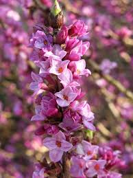 Image result for Daphne mezereum