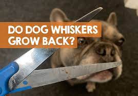 Do Dogs Whiskers Grow Back How Long If Cut Burned Plucked