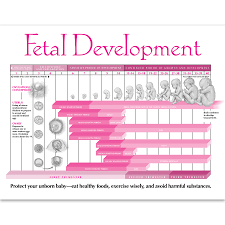 Fetal Development In Pregnancy Tear Pad Childbirth Graphics