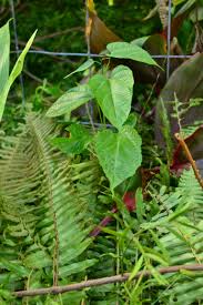 Image result for Plukenetia