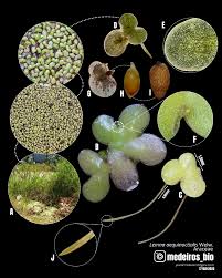 Image result for Lemna aequinoctialis