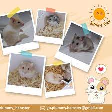 Pin On Pets Care