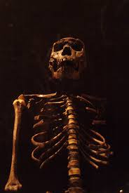 Nearly complete skeleton of a homo erectus youth discovered by kamoya kimeu, a member of a team led by richard leakey at. Turkana Boy Skeleton 2 Jpg Zute Lightfoot Photography
