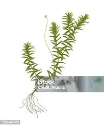 Image result for Elodea