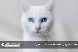 عند الحديث عن الإعاقة في القطط قد يعتقد البعض انها تعني فقط القطط التي فقدت احد أطرافها سواء في حادث أو ولدت بعيب خل filhotes de gatos gatos gatinhos malhados