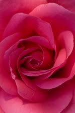 Image result for Rosa sp.