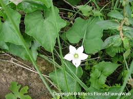 Image result for Coccinia grandis