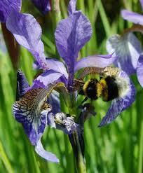 Image result for Bombus hortorum