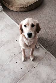 If you are unable to find your companion in our dogs for adoption sections, please consider looking thru the directory of rescue organizations, to see if they have any current dogs for adoption listings. Golden Retriever Puppies Virginia Beach