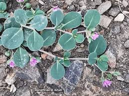 Image result for Corbichonia decumbens