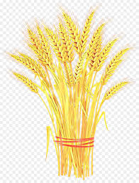 Wheat Cartoon Png Download 2325 3000 Free Transparent Wheat Png Download Cleanpng Kisspng Alibaba.com offers 609 sheaf wheat products. wheat cartoon png download 2325 3000