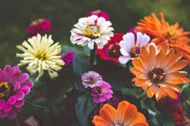 See more ideas about window boxes, windows, beautiful windows. Balcon Me Bedding Plants For Pots Containers Balcony Planters And Window Boxes
