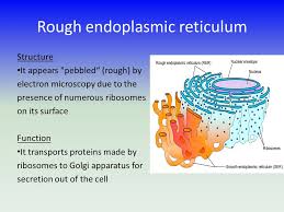 What is the job of the ribosome? Cell Structure And Function Protein Synthesis What Is Protein Synthesis Messenger Rna From The Cell Nucleus Is Moved Systemically Along The Ribosome Ppt Download