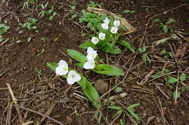 Image result for Anthericopsis sepalosa