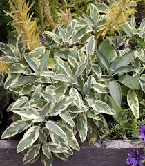 Image result for Bergia salaria