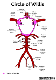 It will generate a textual output indicating which elements are in each intersection or are unique to a certain list. Arterial Supply Of The Brain Circle Of Willis Geeky Medics