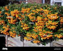 Image result for Pyracantha coccinea soleil d'or