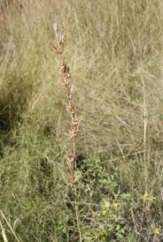 Image result for Cymbopogon caesius