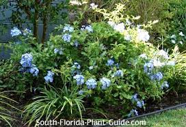 Nothing gives a hearty dose of curb appeal like baby blue blooms, after all. Blue Plumbago
