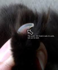 cat nail care and claw control is
