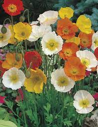 The pods that succeed the flowers also have an ornamental quality and are dried for crafts. Poppy Iceland Mixed Colours Poppy Seeds Flower Seeds By Mr Fothergills