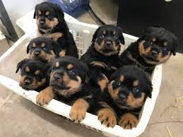 Buy, sell, adopt, give away, or post lost & found dogs anywhere in alberta. Rottweiler Puppies Three Males And 6 Females Available Tails And Dewclaws Are Done Multiple De Worming Firs Dogs Puppies For Rehoming Okz Ca