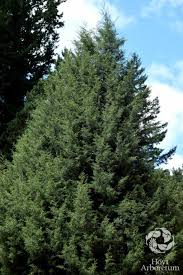 Image result for Cupressus torulosa