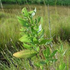 Simple Key For Plant Identification Go Botany