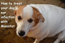 Pin On Dog Grooming